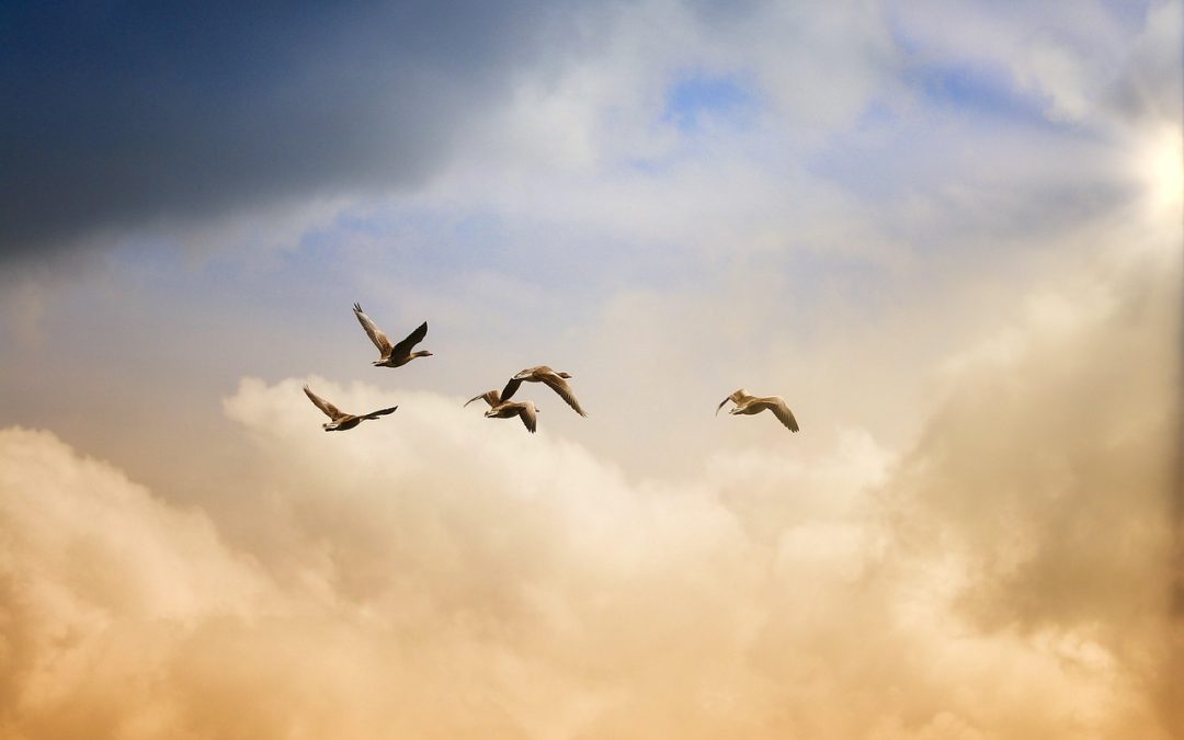 Pemanfaatan Big Data untuk Efisiensi Prosedur Imigrasi di Lampung Barat